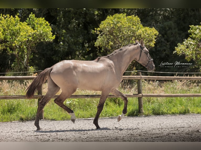Lusitanos Hengst 2 Jahre 164 cm Grullo in Ribeira de São João