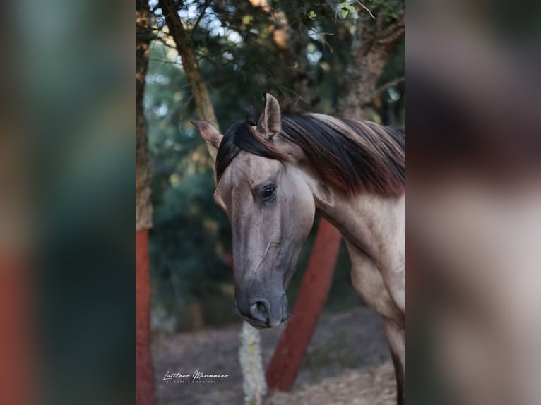 Lusitanos Hengst 2 Jahre 164 cm Grullo in Ribeira de São João