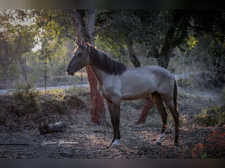 Lusitanos Hengst 2 Jahre 164 cm Grullo in Rio Maior
