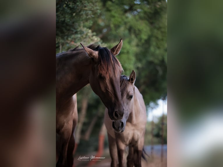 Lusitanos Hengst 2 Jahre 164 cm Grullo in Rio Maior