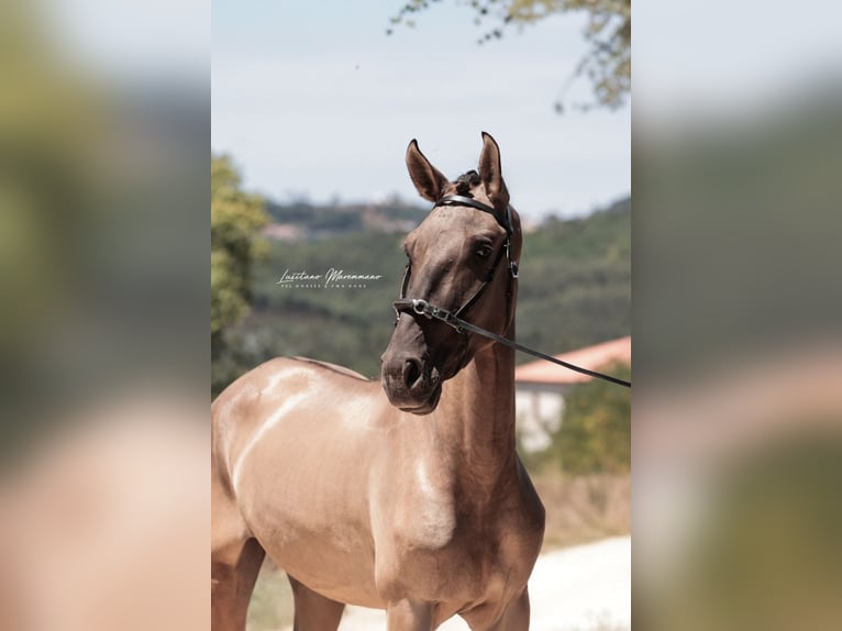 Lusitanos Hengst 2 Jahre 164 cm Grullo in Rio Maior