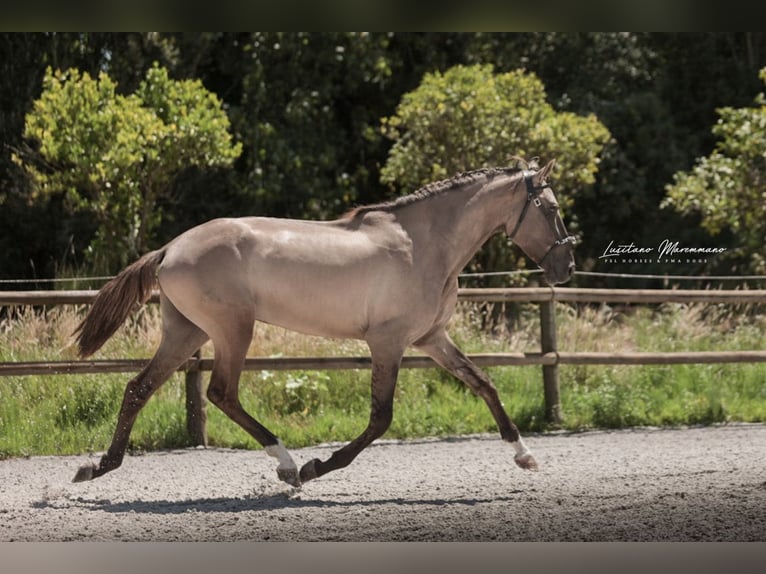 Lusitanos Hengst 2 Jahre 164 cm Grullo in Rio Maior