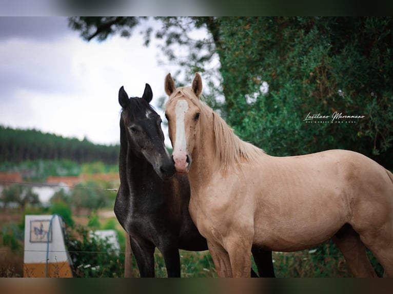 Lusitanos Hengst 2 Jahre 165 cm Palomino in Rio Maior