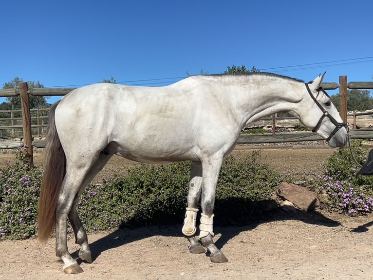 Lusitanos Hengst 2 Jahre 165 cm Schimmel in Évora Monte
