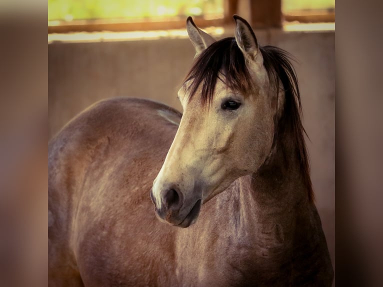 Lusitanos Hengst 2 Jahre 166 cm Falbe in Bogen