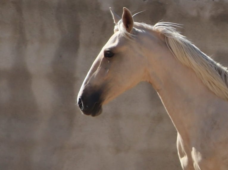 Lusitanos Hengst 2 Jahre 166 cm Palomino in Rio Maior