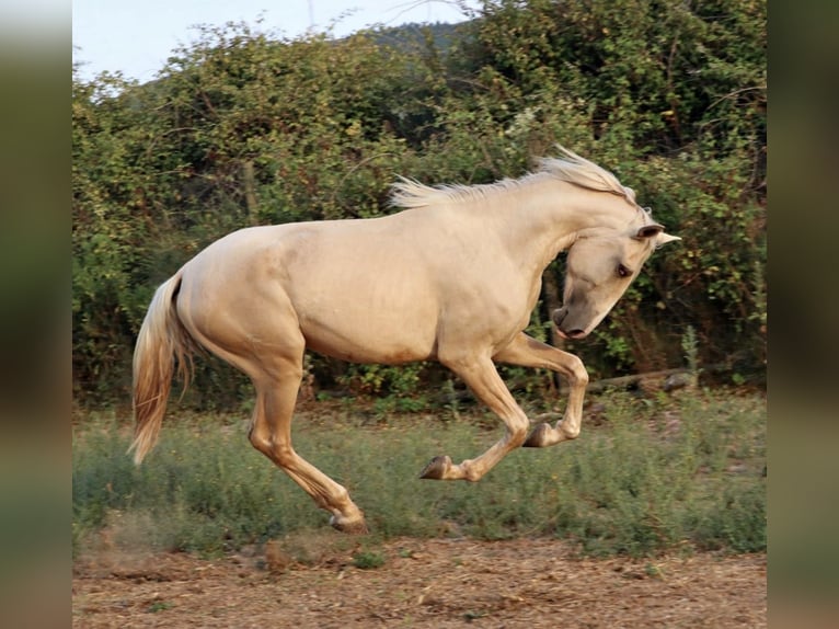Lusitanos Hengst 2 Jahre 166 cm Palomino in Rio Maior