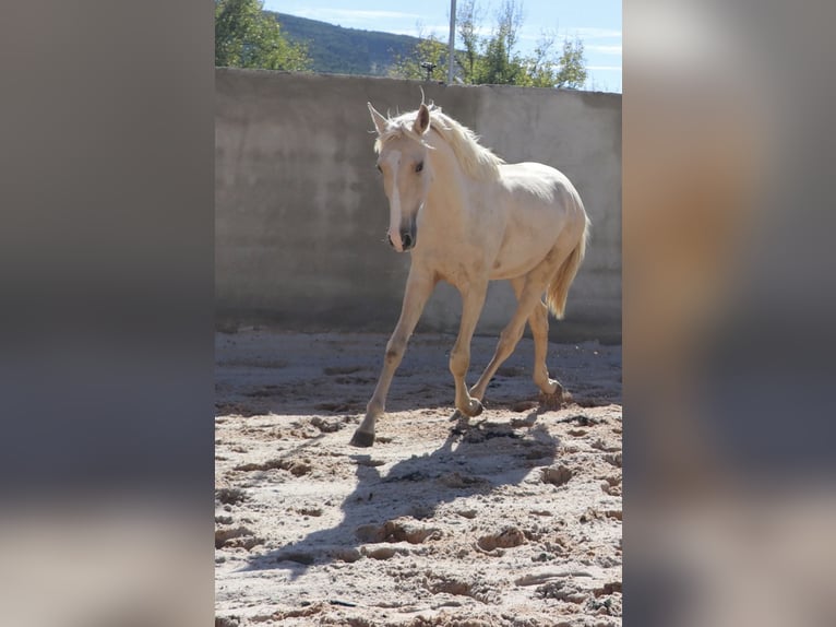 Lusitanos Hengst 2 Jahre 166 cm Palomino in Rio Maior