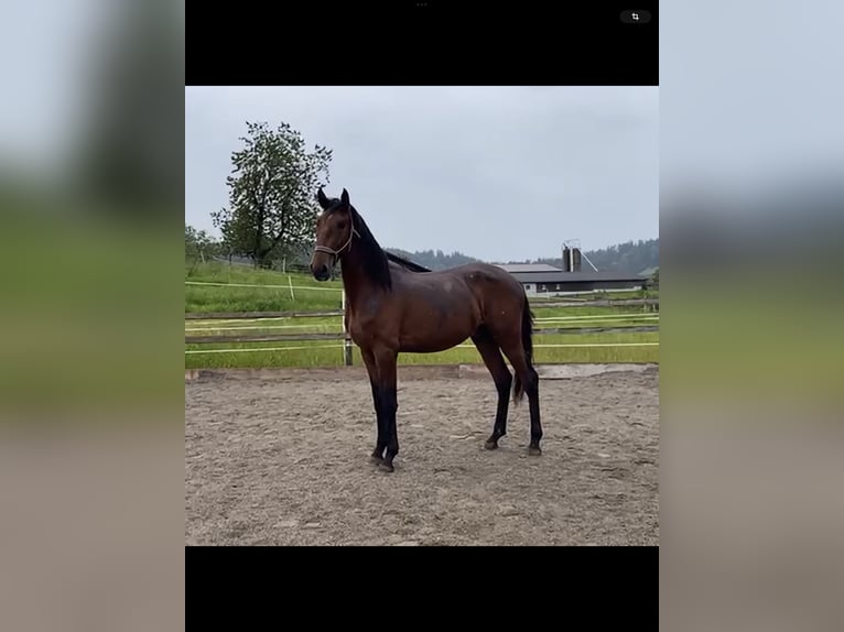 Lusitanos Hengst 2 Jahre 168 cm Brauner in Wila