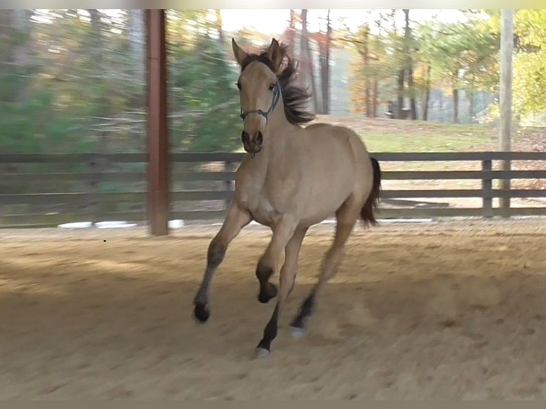 Lusitanos Hengst 2 Jahre Buckskin in Commerce, GA