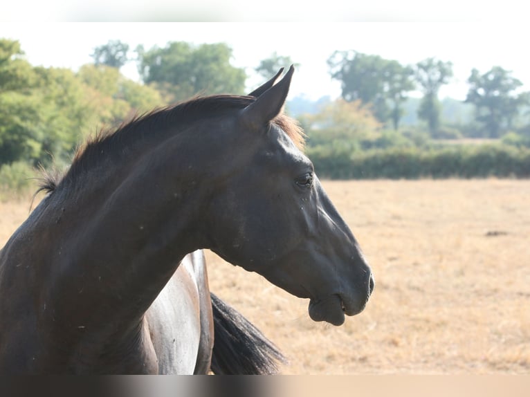 Lusitanos Hengst 2 Jahre Dunkelbrauner in Saligny-sur-Roudon