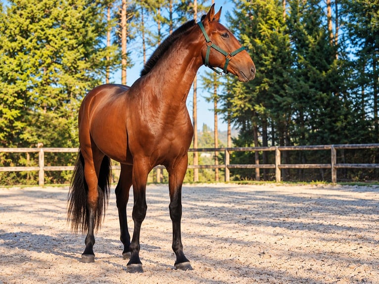 Lusitanos Hengst 2 Jahre Rotbrauner in Cacheina