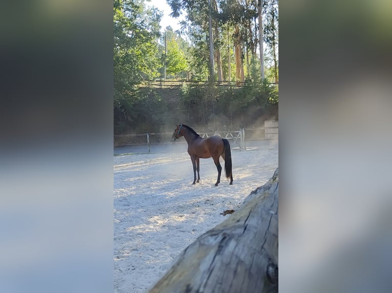 Lusitanos Hengst 2 Jahre Rotbrauner in Cacheina