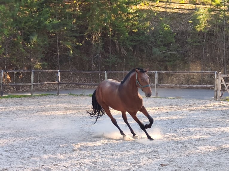 Lusitanos Hengst 2 Jahre Rotbrauner in Cacheina