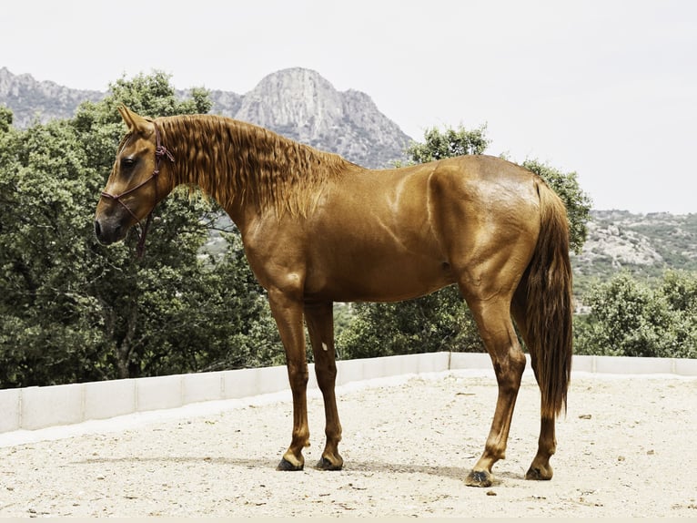 Lusitanos Mix Hengst 3 Jahre 147 cm Fuchs in La Cabrera