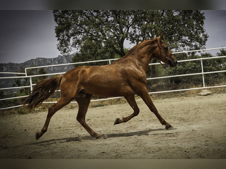 Lusitanos Mix Hengst 3 Jahre 147 cm Fuchs in La Cabrera