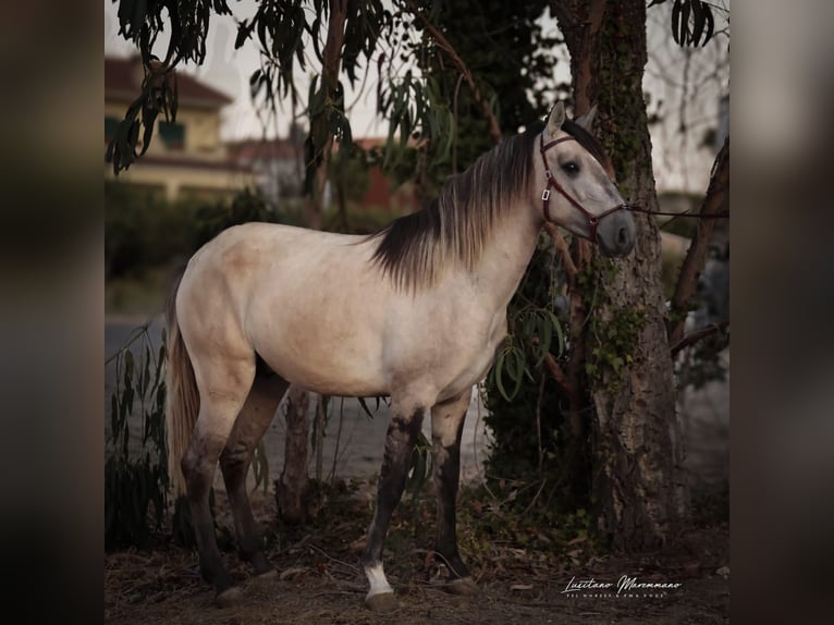 Lusitanos Hengst 3 Jahre 152 cm Braunfalbschimmel in Rio Maior