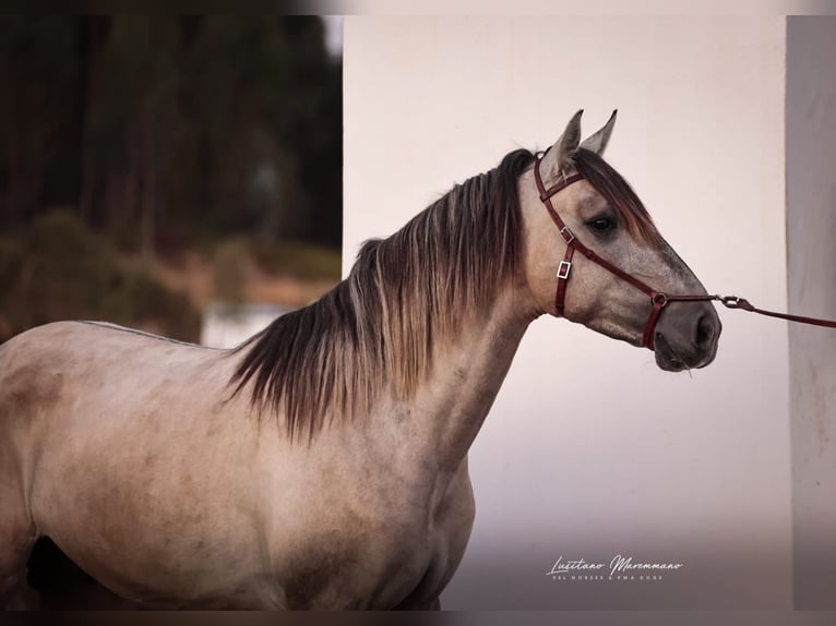 Lusitanos Hengst 3 Jahre 152 cm Braunfalbschimmel in Rio Maior