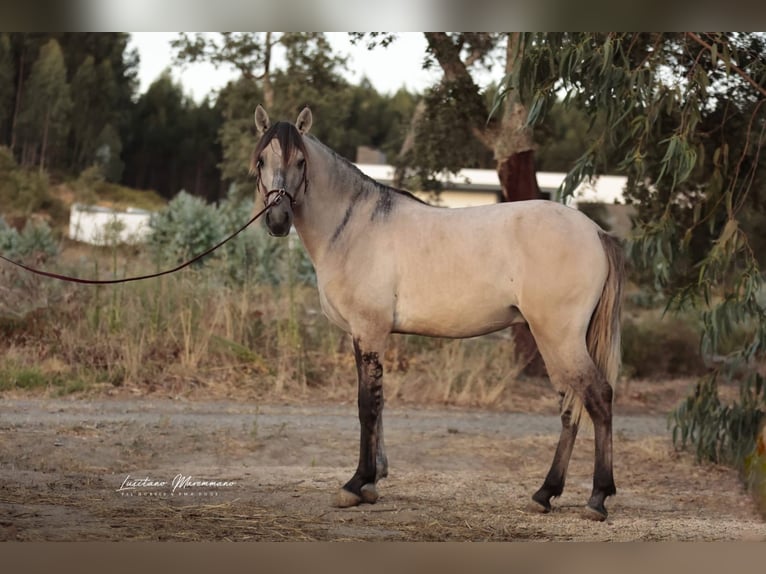 Lusitanos Hengst 3 Jahre 152 cm Braunfalbschimmel in Rio Maior