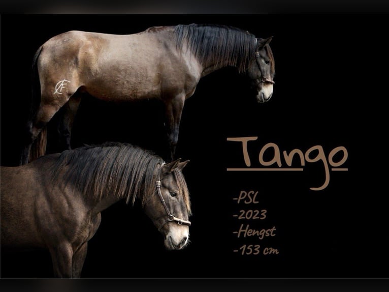 Lusitanos Hengst 3 Jahre 153 cm Buckskin in Postfeld