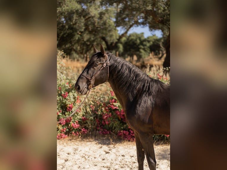 Lusitanos Hengst 3 Jahre 155 cm Rappe in Vila Viçosa