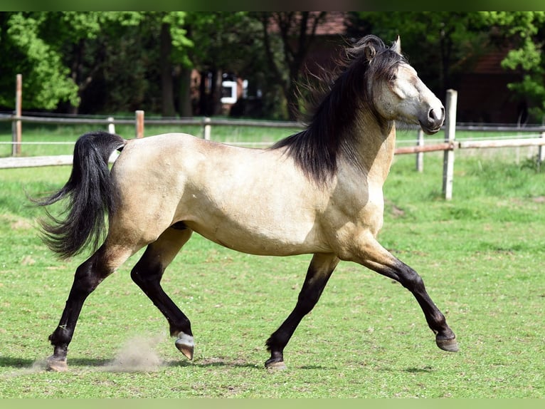 Lusitanos Mix Hengst 3 Jahre 156 cm Buckskin in Stuhr
