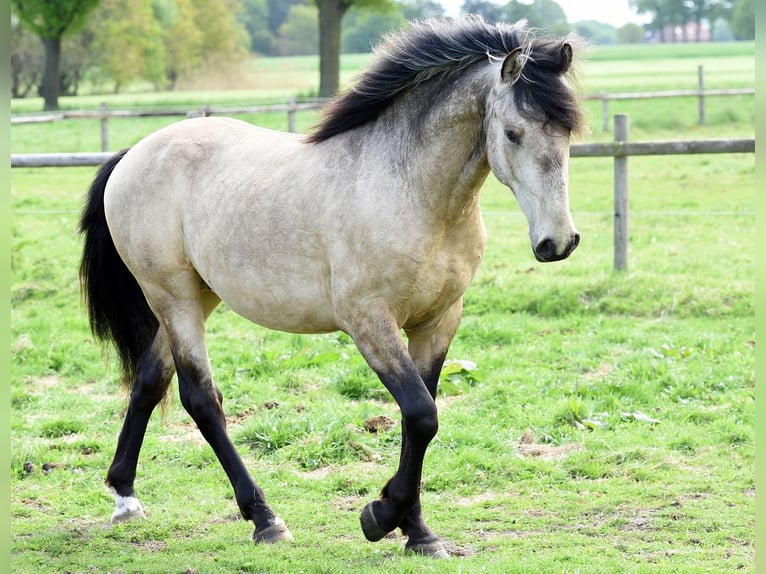 Lusitanos Mix Hengst 3 Jahre 156 cm Buckskin in Stuhr