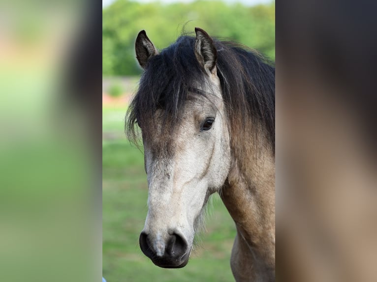 Lusitanos Mix Hengst 3 Jahre 156 cm Buckskin in Stuhr
