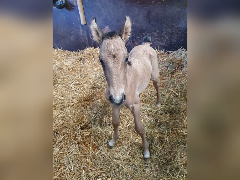 Lusitanos Mix Hengst 3 Jahre 156 cm Buckskin in Stuhr
