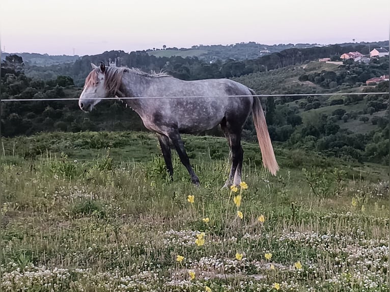 Lusitanos Hengst 3 Jahre 156 cm Rotbrauner in Torres Novas