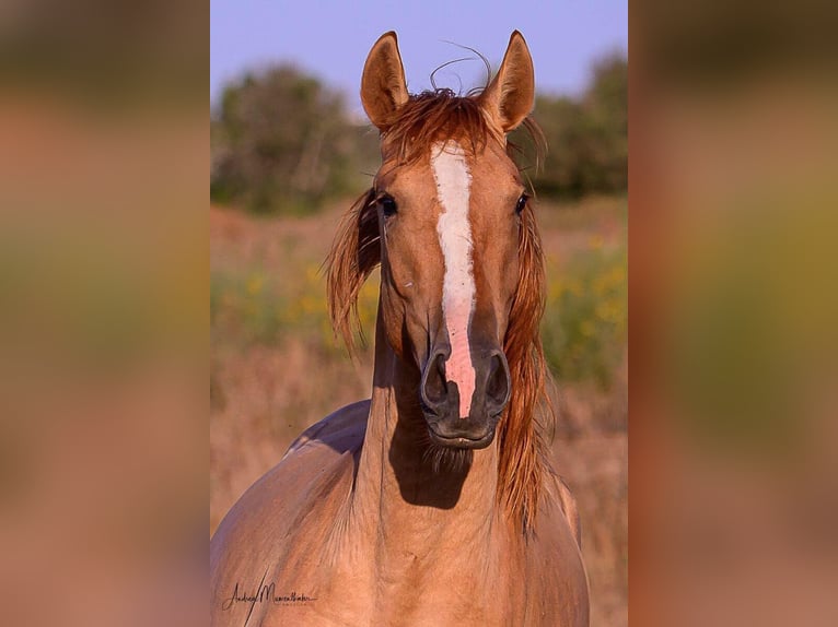 Lusitanos Hengst 3 Jahre 157 cm Red Dun in Lagos