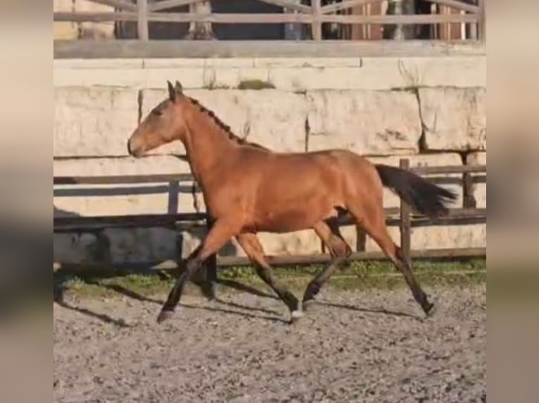 Lusitanos Hengst 3 Jahre 157 cm Rotbrauner in Torres Novas