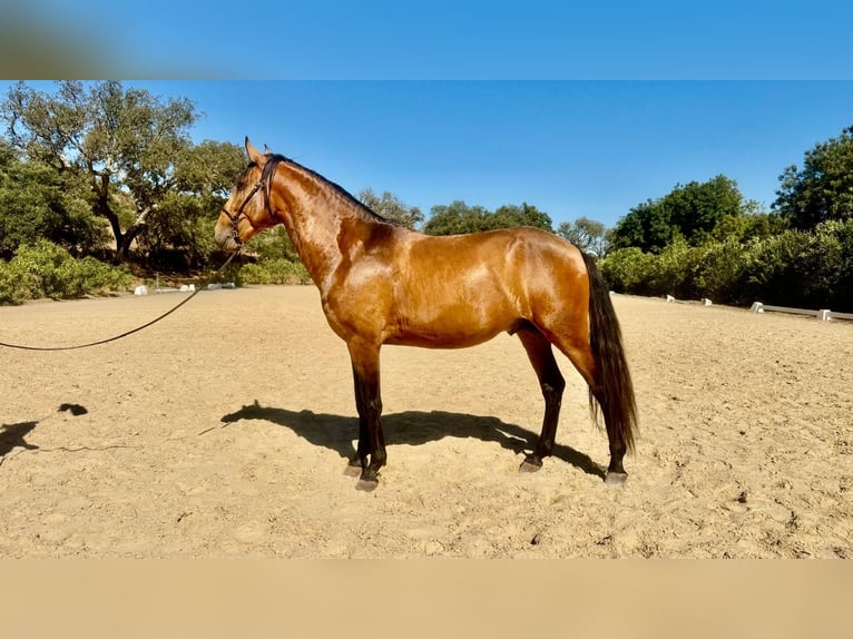 Lusitanos Hengst 3 Jahre 159 cm Buckskin in Vila Viçosa