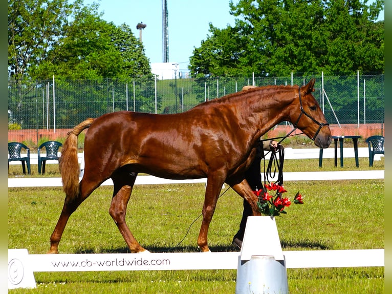 Lusitanos Hengst 3 Jahre 159 cm Fuchs in Ribamar