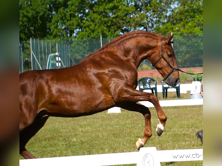 Lusitanos Hengst 3 Jahre 159 cm Fuchs in Ribamar