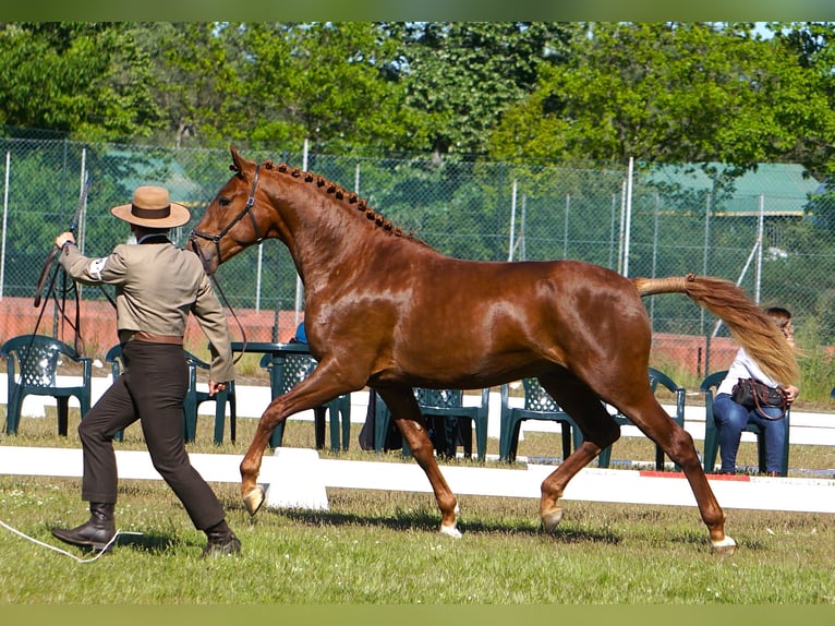 Lusitanos Hengst 3 Jahre 159 cm Fuchs in Ribamar