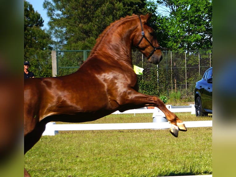 Lusitanos Hengst 3 Jahre 159 cm Fuchs in Ribamar