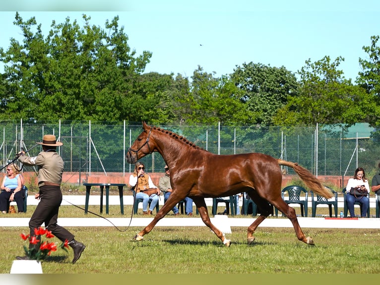 Lusitanos Hengst 3 Jahre 159 cm Fuchs in Ribamar