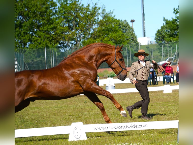Lusitanos Hengst 3 Jahre 159 cm Fuchs in Ribamar