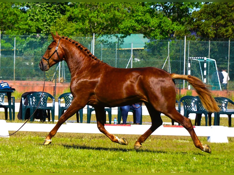 Lusitanos Hengst 3 Jahre 159 cm Fuchs in Ribamar