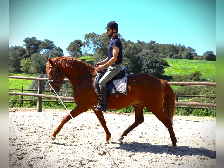 Lusitanos Hengst 3 Jahre 159 cm Fuchs in Ribamar