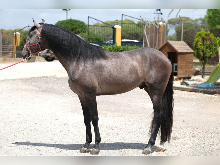 Lusitanos Hengst 3 Jahre 160 cm Apfelschimmel in Hamburg