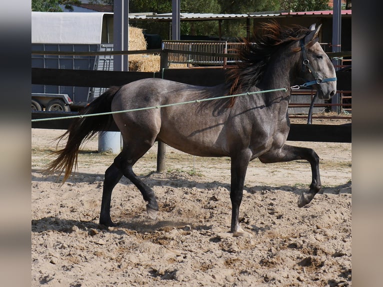 Lusitanos Hengst 3 Jahre 160 cm Apfelschimmel in Golega