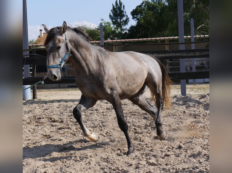 Lusitanos Hengst 3 Jahre 160 cm Apfelschimmel in Golega