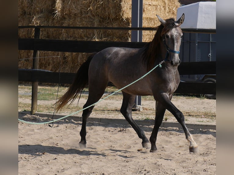 Lusitanos Hengst 3 Jahre 160 cm Apfelschimmel in Golega