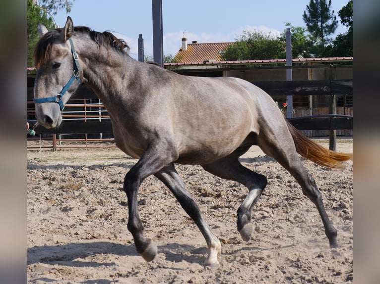 Lusitanos Hengst 3 Jahre 160 cm Apfelschimmel in Golega