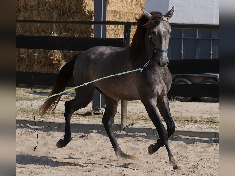 Lusitanos Hengst 3 Jahre 160 cm Apfelschimmel in Golega
