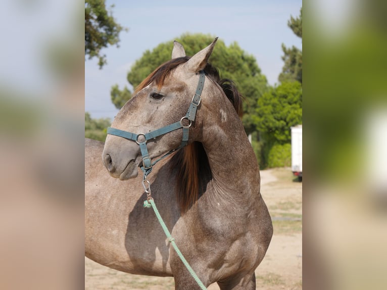Lusitanos Hengst 3 Jahre 160 cm Apfelschimmel in Golega