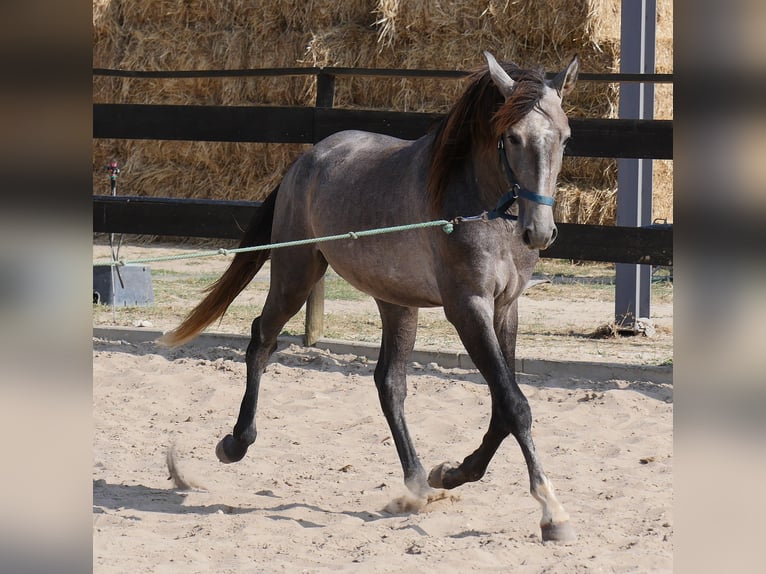 Lusitanos Hengst 3 Jahre 160 cm Apfelschimmel in Golega