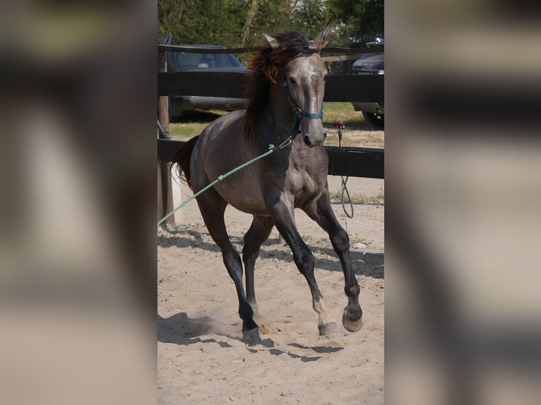 Lusitanos Hengst 3 Jahre 160 cm Apfelschimmel in Golega